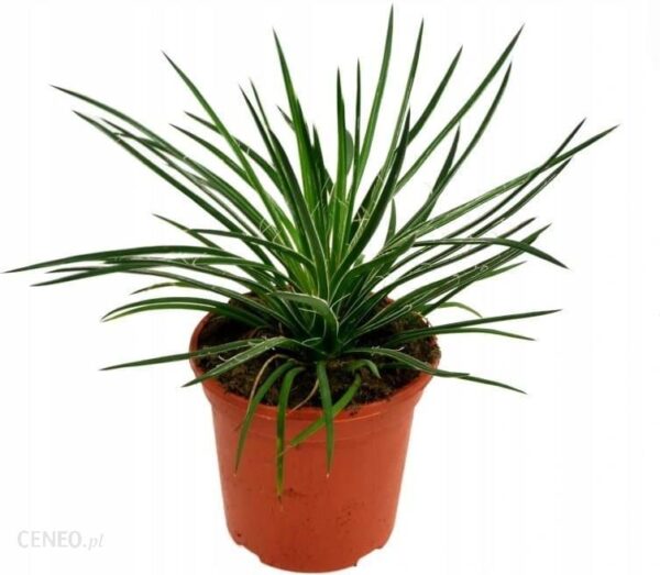Agave Geminiflora Agawa Duża Piękna 38cm