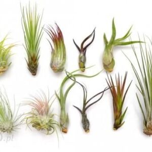 DIXIE STORE TILLANDSIA ZESTAW X 11 SZT