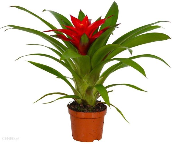 Guzmania Blitz Don. 9cm