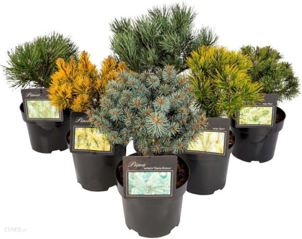 Obi Iglaki Różne Gatunki Forma Bonsai