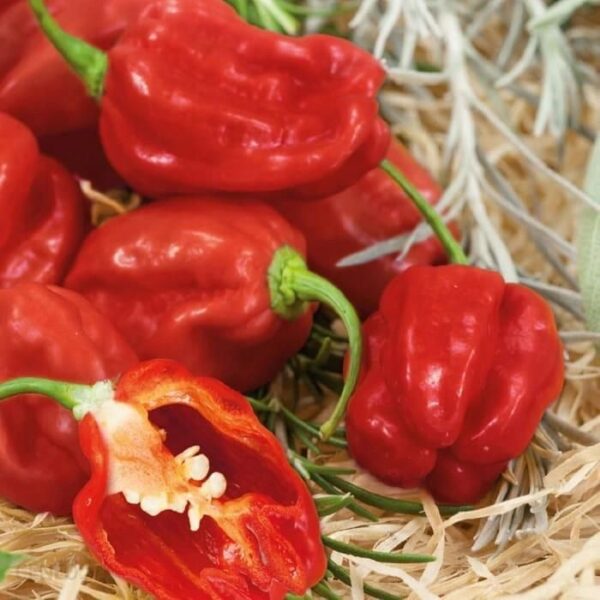 Papryka Habanero Czerwona - Kiepenkerl