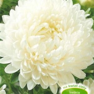 Plantico Aster peoniowy Perła 1g