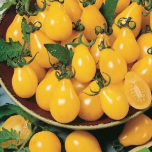 Pomidor Cherry Yellow Pearshaped Kiepenkerl
