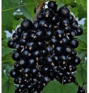 Porzeczka Czarna W Odmianach Ribes Sp.