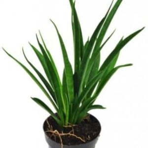 Sansevieria Kirkii Sansewieria Wężownica P10