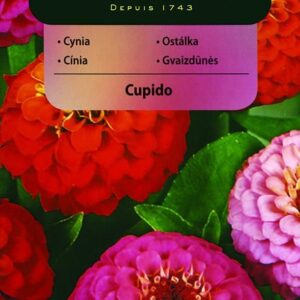 Vilmorin Cynia Wytworna Cupido Mieszanka 1G