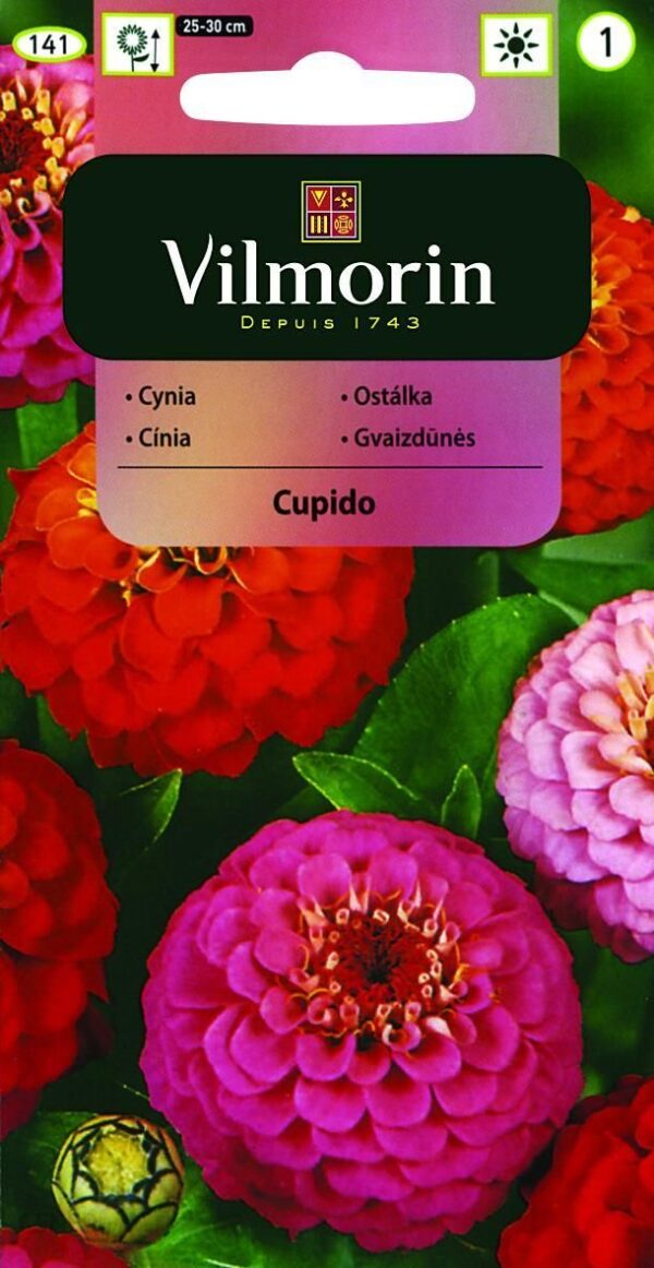 Vilmorin Cynia Wytworna Cupido Mieszanka 1G
