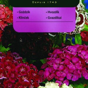 Vilmorin Goździk Brodaty Pojedyńczy 1G